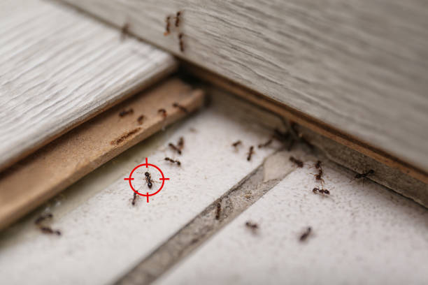 Best Pest Removal Services  in Hokes Bluff, AL