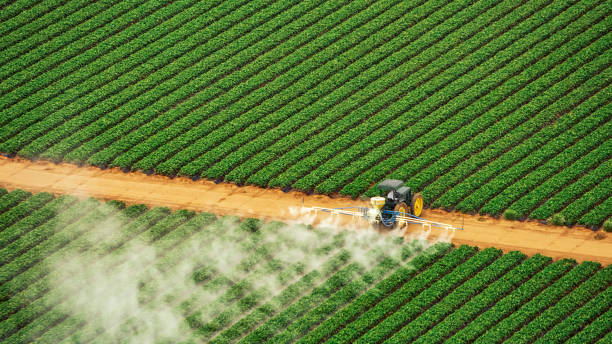 Best Cockroach Control Services  in Hokes Bluff, AL